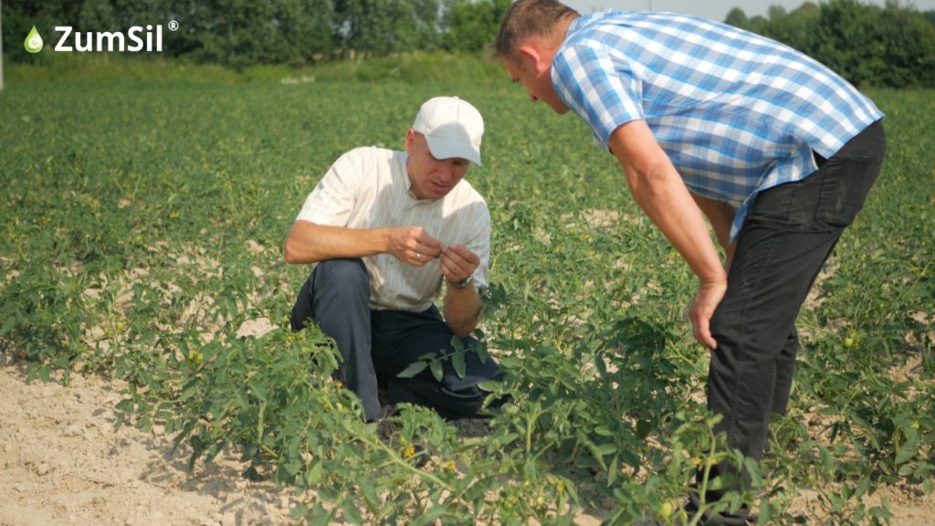 Tomasz Obszański wspólnie z dr inż. Janem Golbą lustrują ekologiczną plantację pomidora. Fot. Perma-Guard Agro.